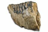 Fossil Woolly Mammoth Lower M Molar - Poland #370358-4